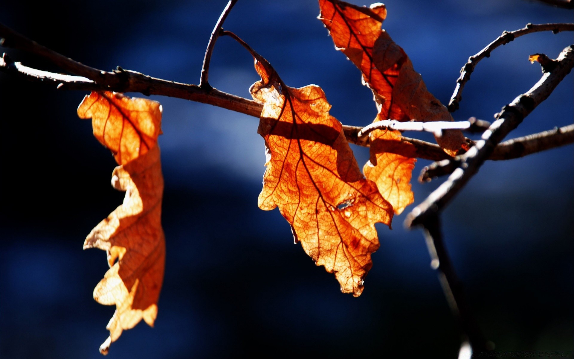 Autumn Leaf Branch Fall Tree Nature Outdoors Flora - Fall Trees Leaf Wallpaper Hd 1080 For Mobaile - HD Wallpaper 