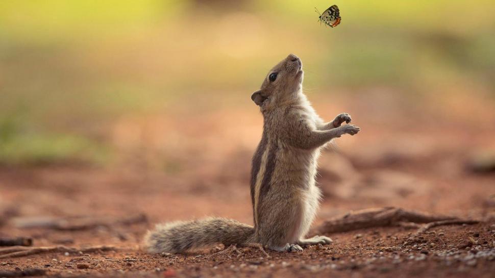 Squirrels, Butterflies, Friendship, Cute Animal Wallpaper,squirrels - Cute Animal Wallpaper Hd 1080p - HD Wallpaper 