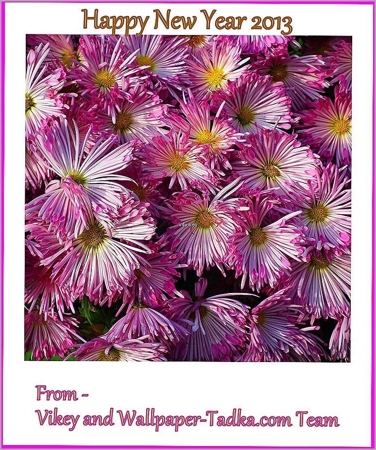 Happy New Year - Aster - HD Wallpaper 