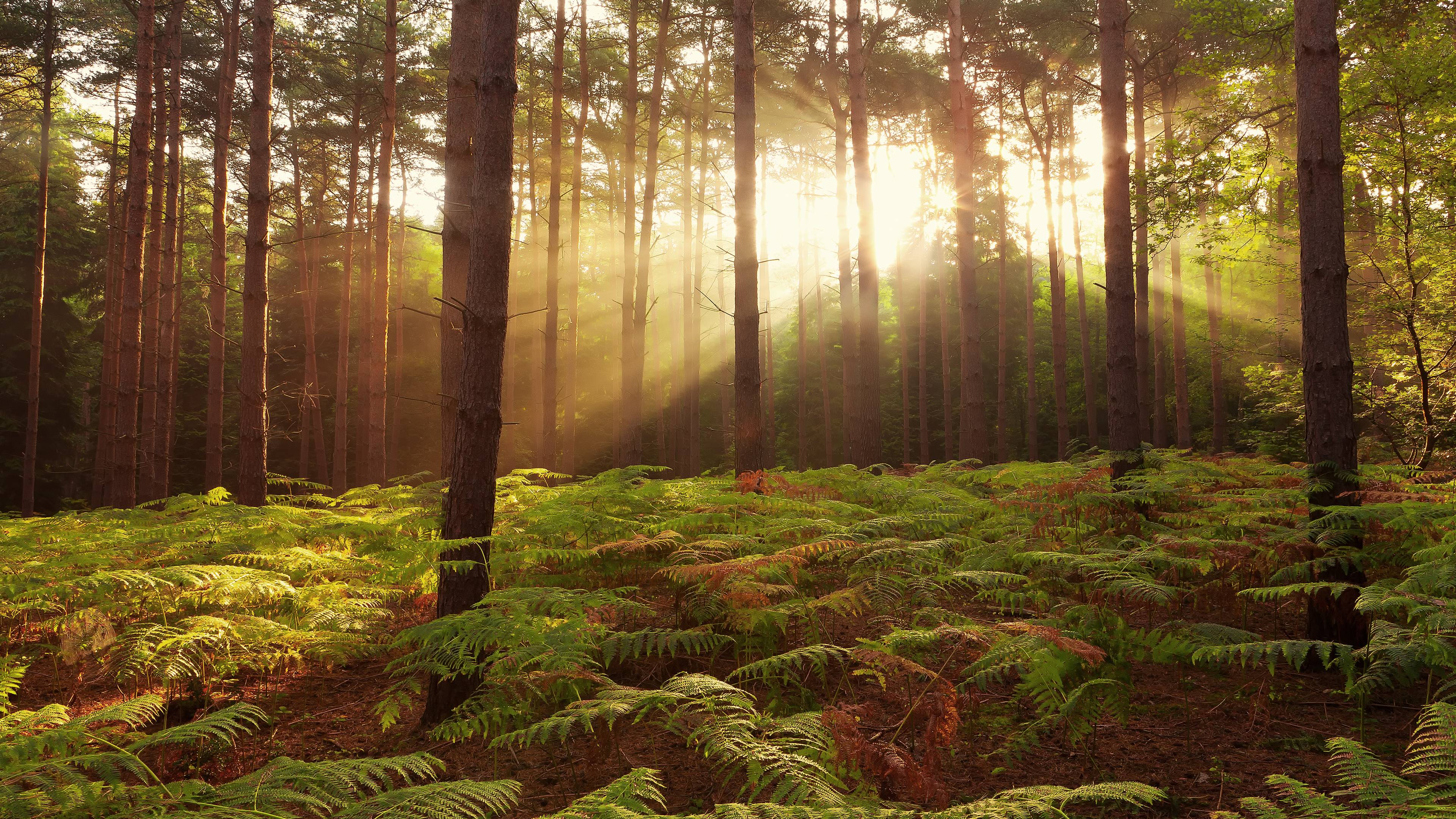 Summer Season In Forest - HD Wallpaper 