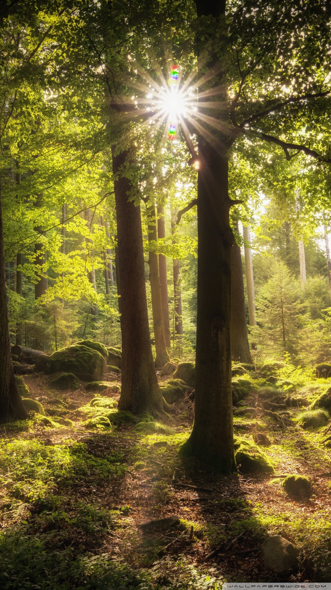 Sunrays Through The Trees Hd - HD Wallpaper 