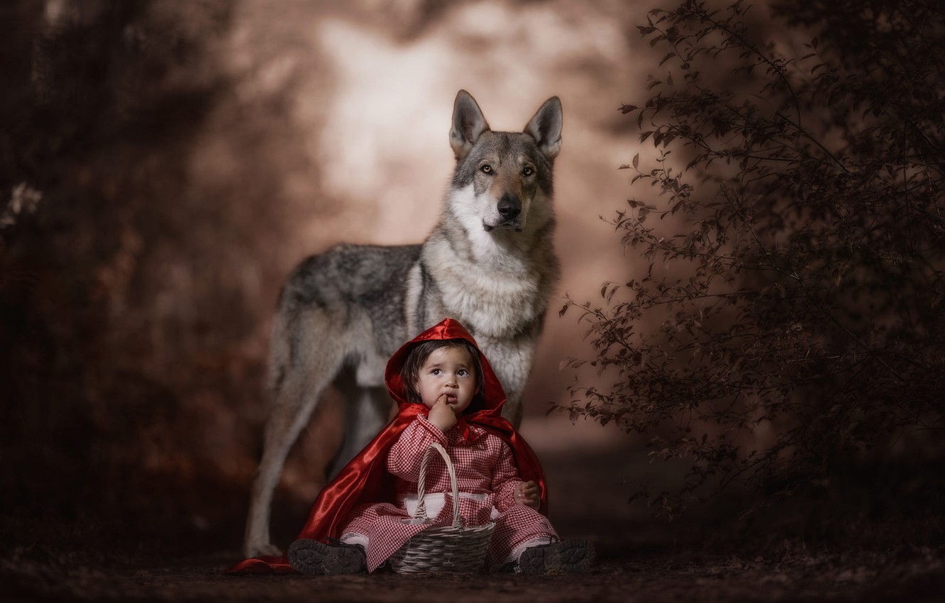 Photo Wallpaper Forest, Look, Face, Red, Pose, The - Red Hood Girl Wolf Forest Background - HD Wallpaper 