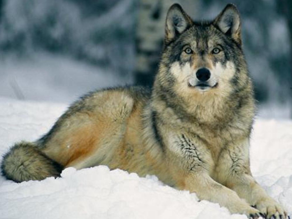 The Gray Wolf Pictures - Wolf Wallpaper 1080p - HD Wallpaper 