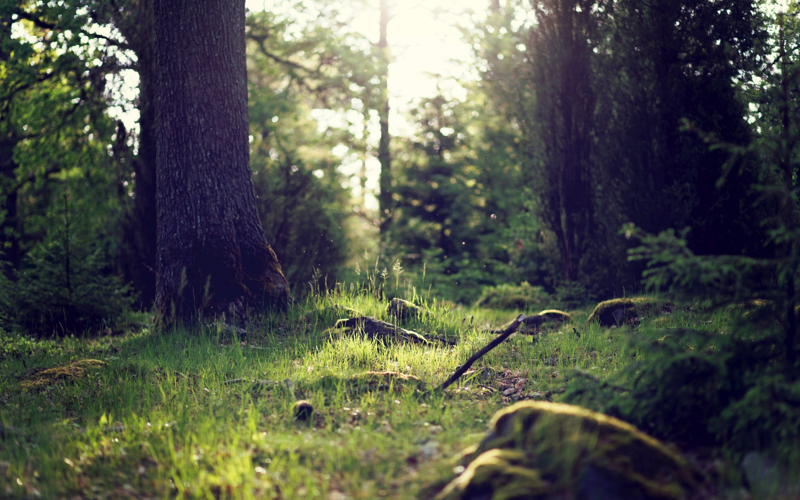 Tree Stump - HD Wallpaper 