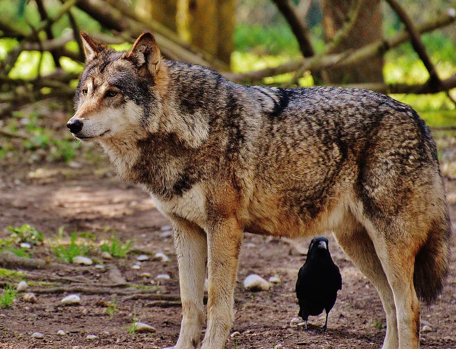 Brown Wolf, Wild Animal, Predator, Nature, Deer Park, - Wild Animal Wolf - HD Wallpaper 