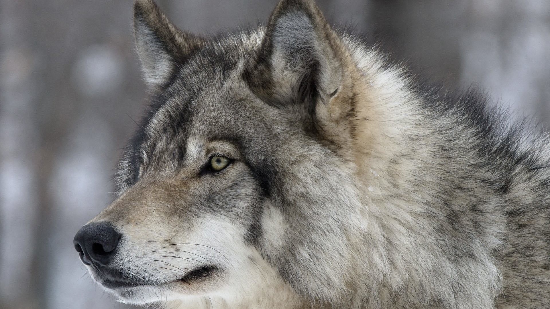 Wolf Glance Snout Wolves Animals Cute Dogs Wallpapers - Волки В Астане - HD Wallpaper 