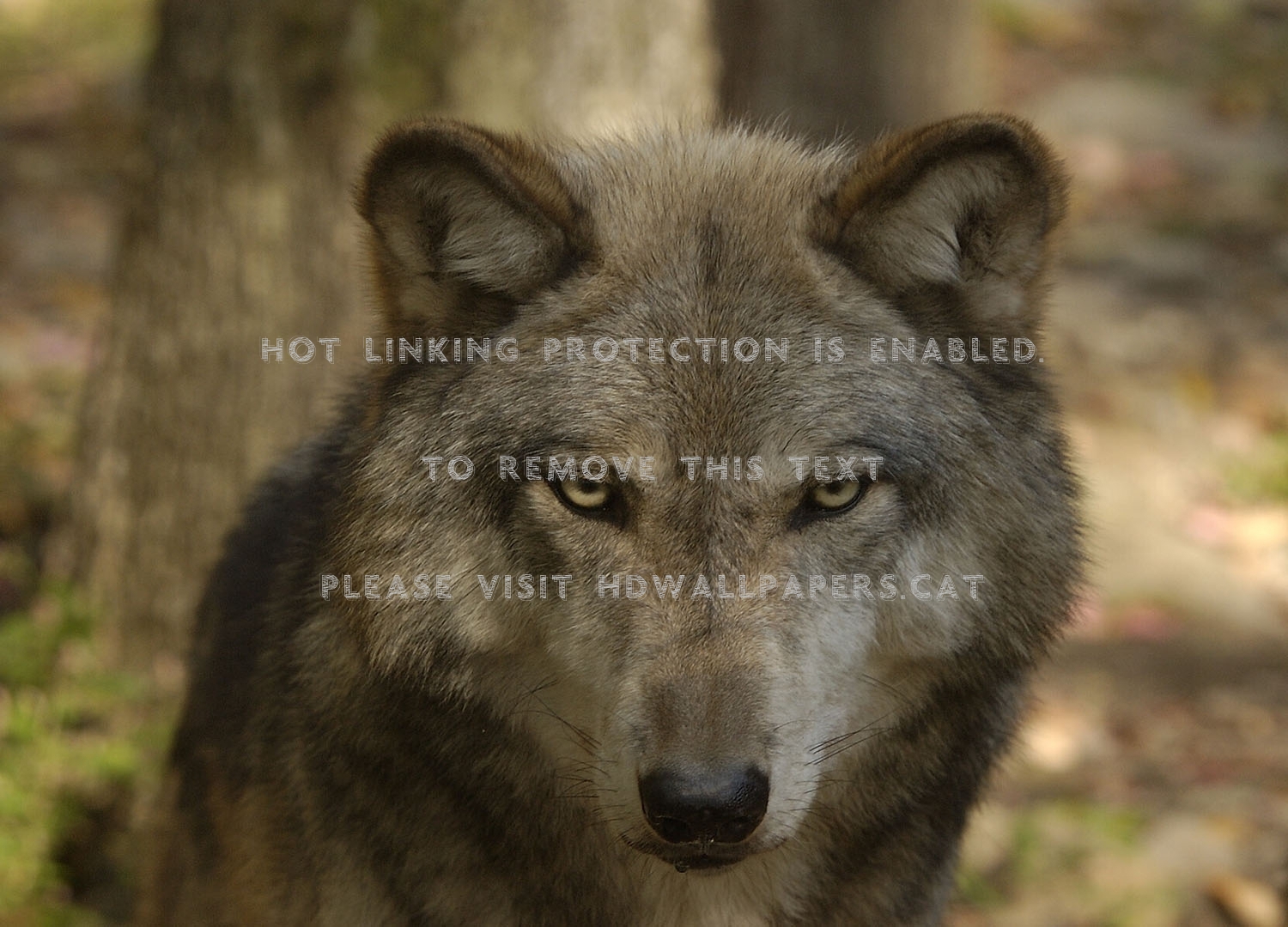 Look Into My Eyes Baby - Czechoslovakian Wolfdog - HD Wallpaper 