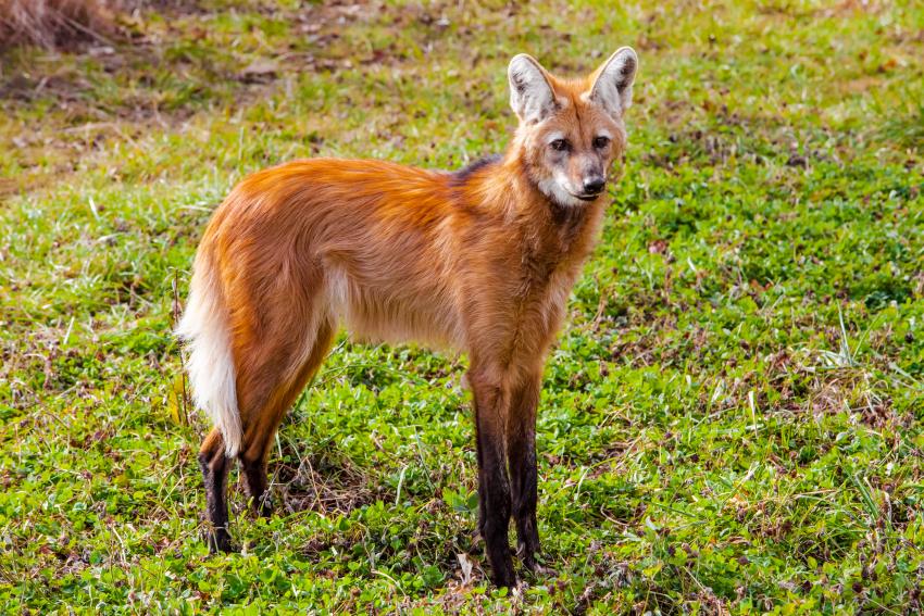 Maned Wolf - HD Wallpaper 