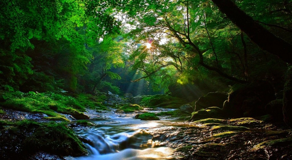 Beautiful Forest Wallpapers Hd - HD Wallpaper 