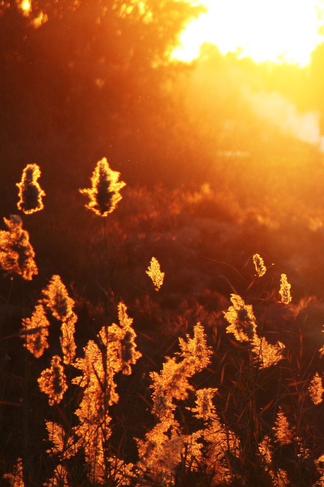 Leaves, Orange, Sunset, Nature, Yellow, Leaf, Sun, - More Chances You Give Someone The Less Respect They - HD Wallpaper 