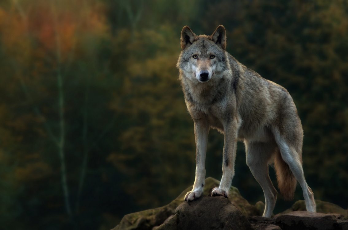 Ultra Hd Wolf Wallpaper Hd - HD Wallpaper 