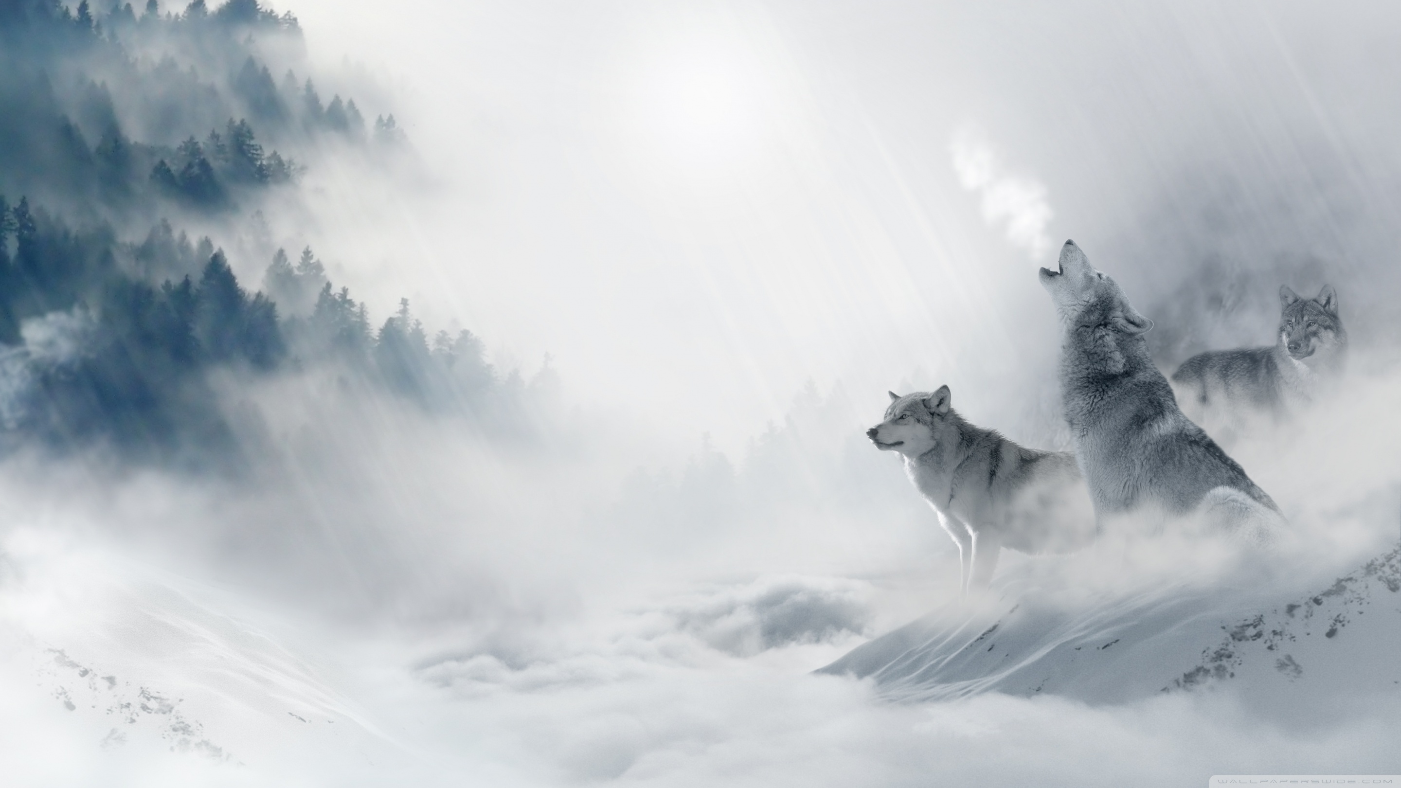 Wolf Howling Wallpaper Hd - HD Wallpaper 