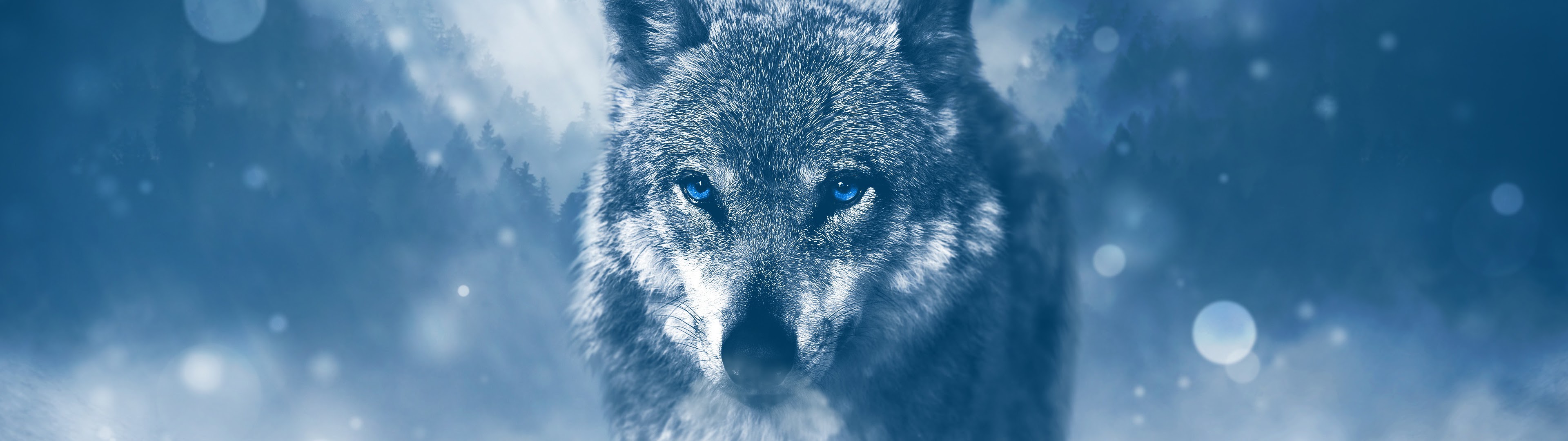 Wolf, 4k, 3840x2160, - Wolf Background - HD Wallpaper 