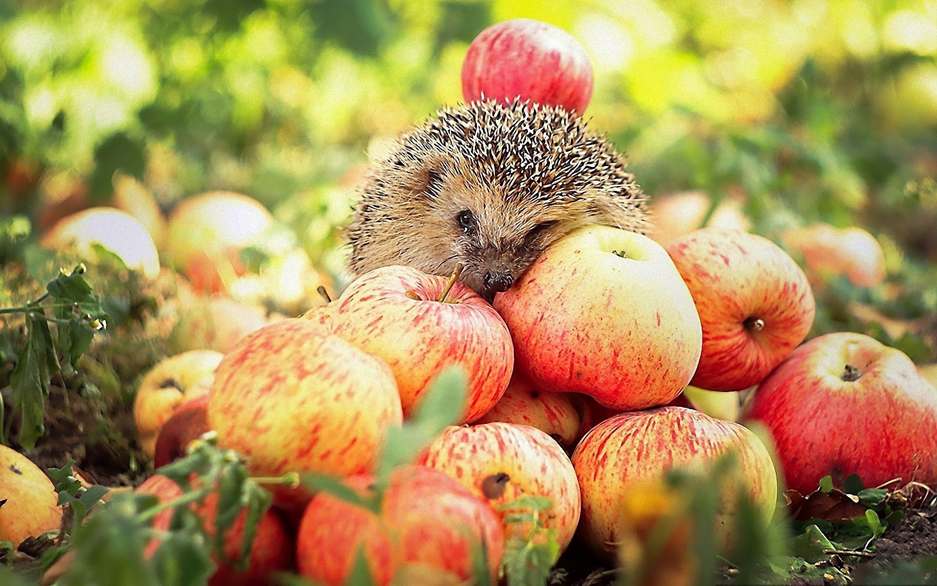 Animals And Apples - HD Wallpaper 