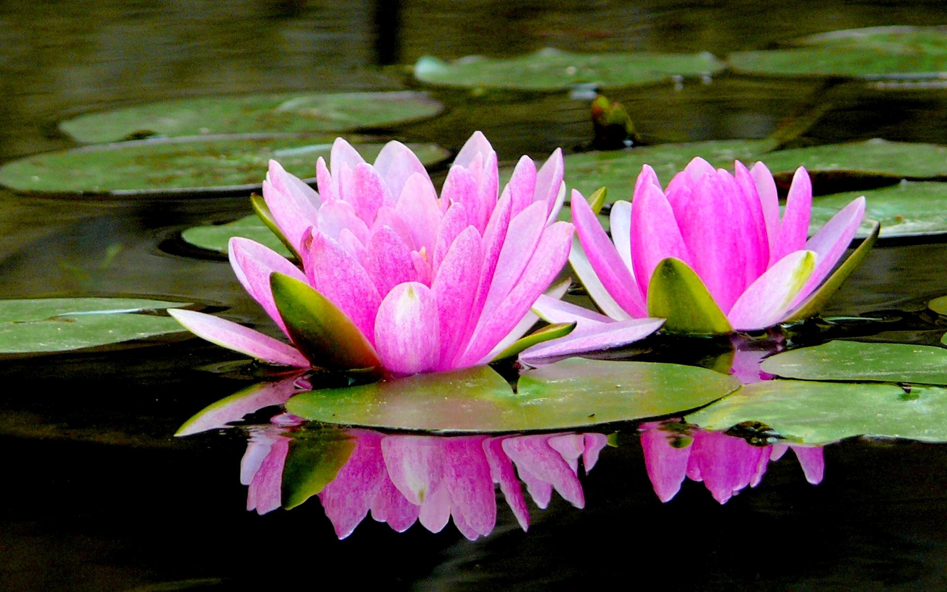 Lotus Pond Of Pink Lotus Wallpaper Free Download - Beautiful Lotus Pond - HD Wallpaper 