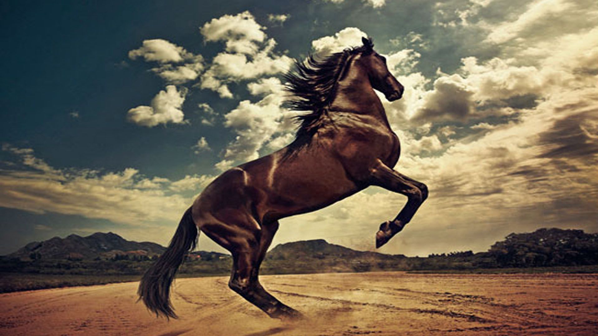 Western Horse - HD Wallpaper 