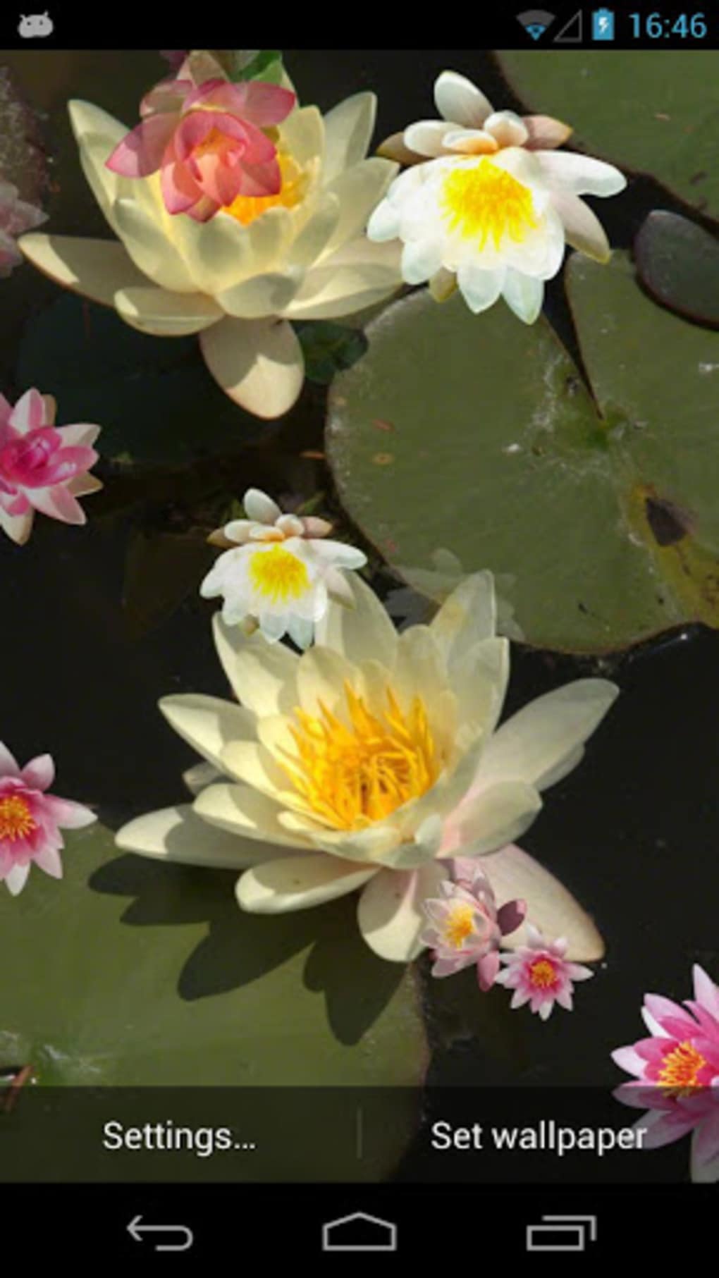Water Lilies Live Wallpaper - Sacred Lotus - HD Wallpaper 