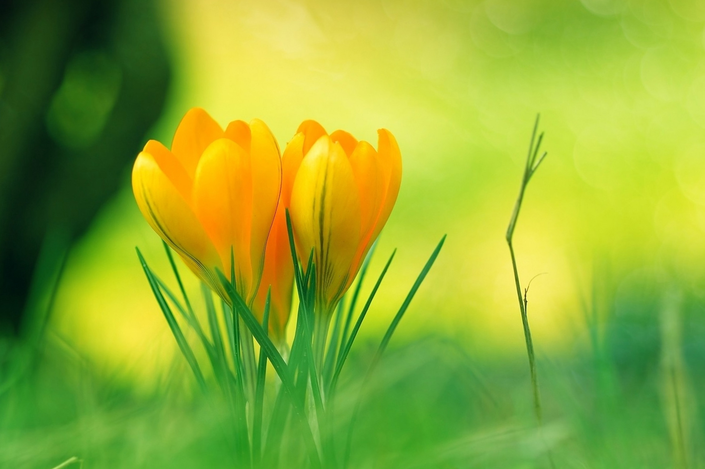 Flower Nature Background Images Hd - 2262x1504 Wallpaper 