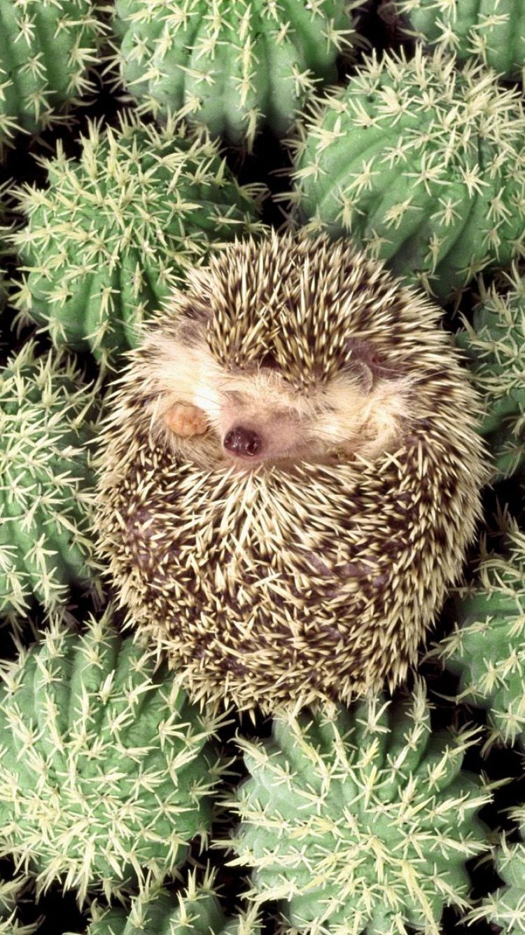 Iphone Hedgehog Background - HD Wallpaper 