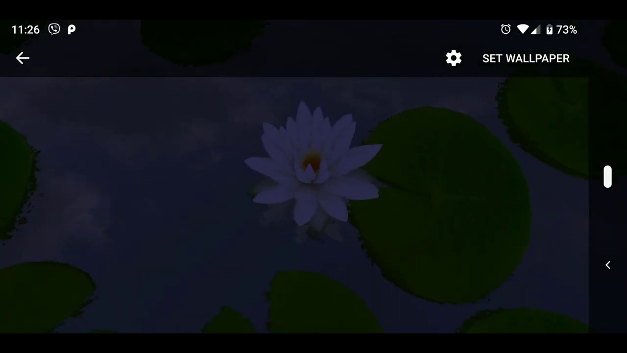 Sacred Lotus - HD Wallpaper 