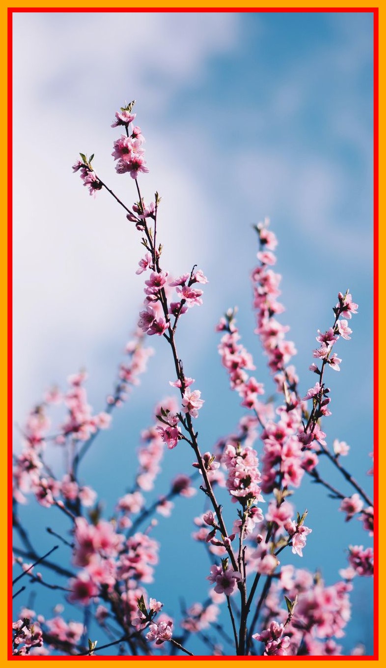 Popular Live Wallpaper - Sakura Flower - HD Wallpaper 