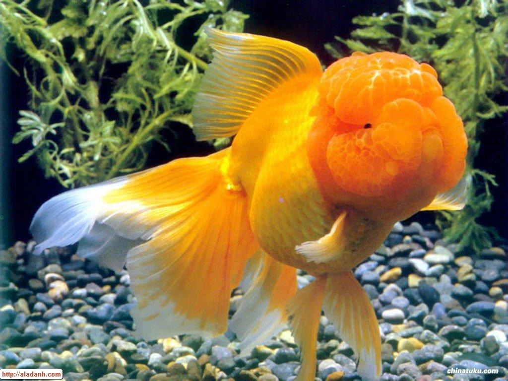 3d Live Fish Wallpaper - Fish Wallpaper Live Download - 1024x768 Wallpaper 3d Live Fish Wallpaper - Fish Wallpaper Live Download - 1024x768 Wallpaper