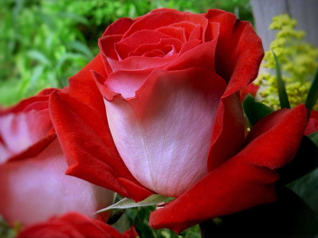 Beautiful Red Rose Flower - HD Wallpaper 