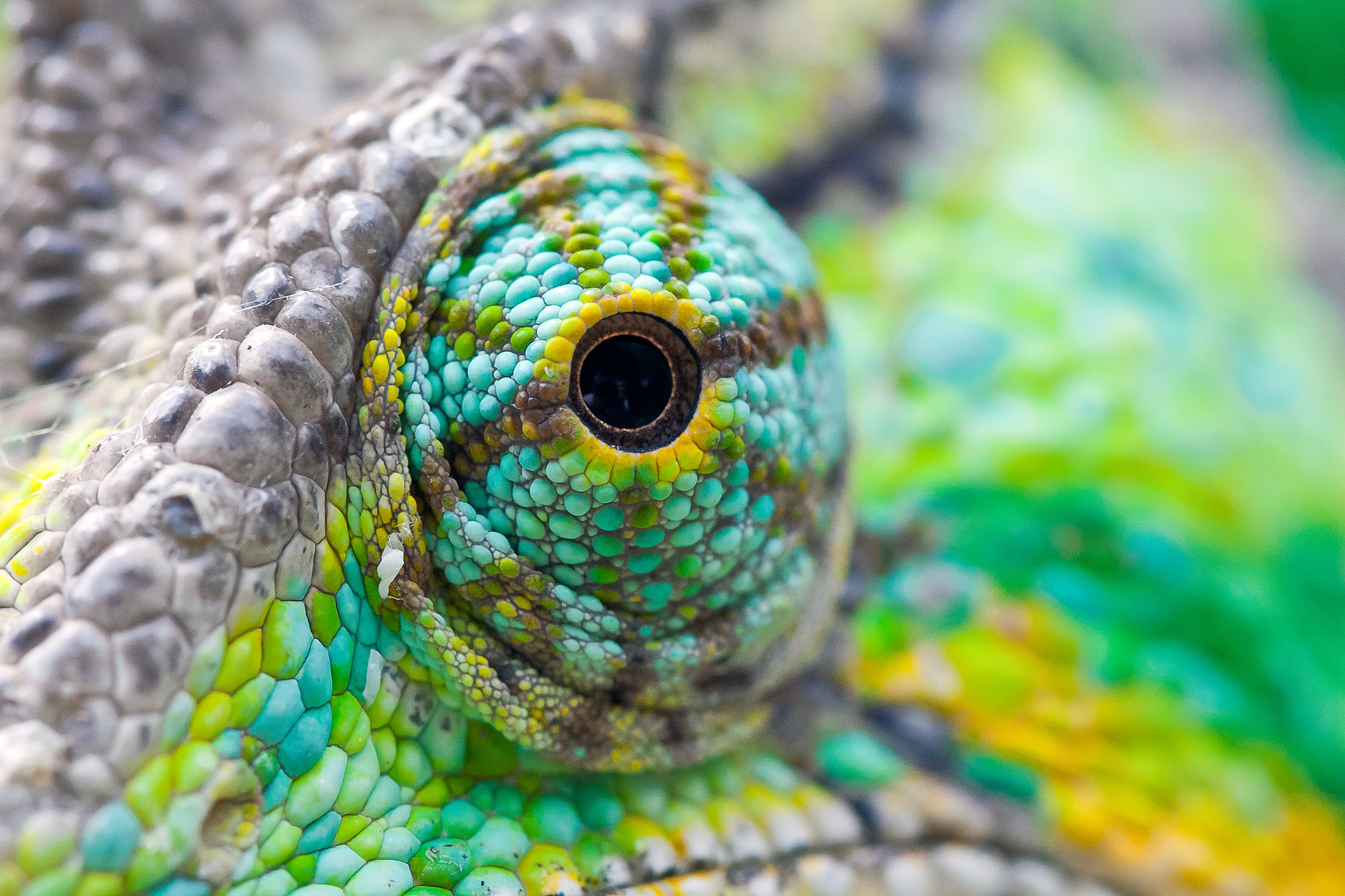 Chameleon Eye - HD Wallpaper 