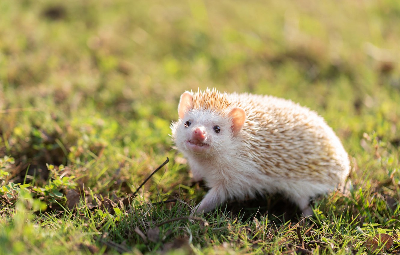 Photo Wallpaper White, Grass, Look, Nature, Background, - Domesticated Hedgehog - HD Wallpaper 