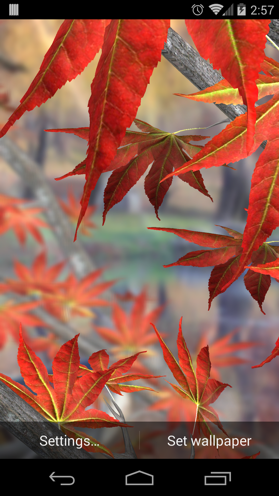Maple Leaf - HD Wallpaper 