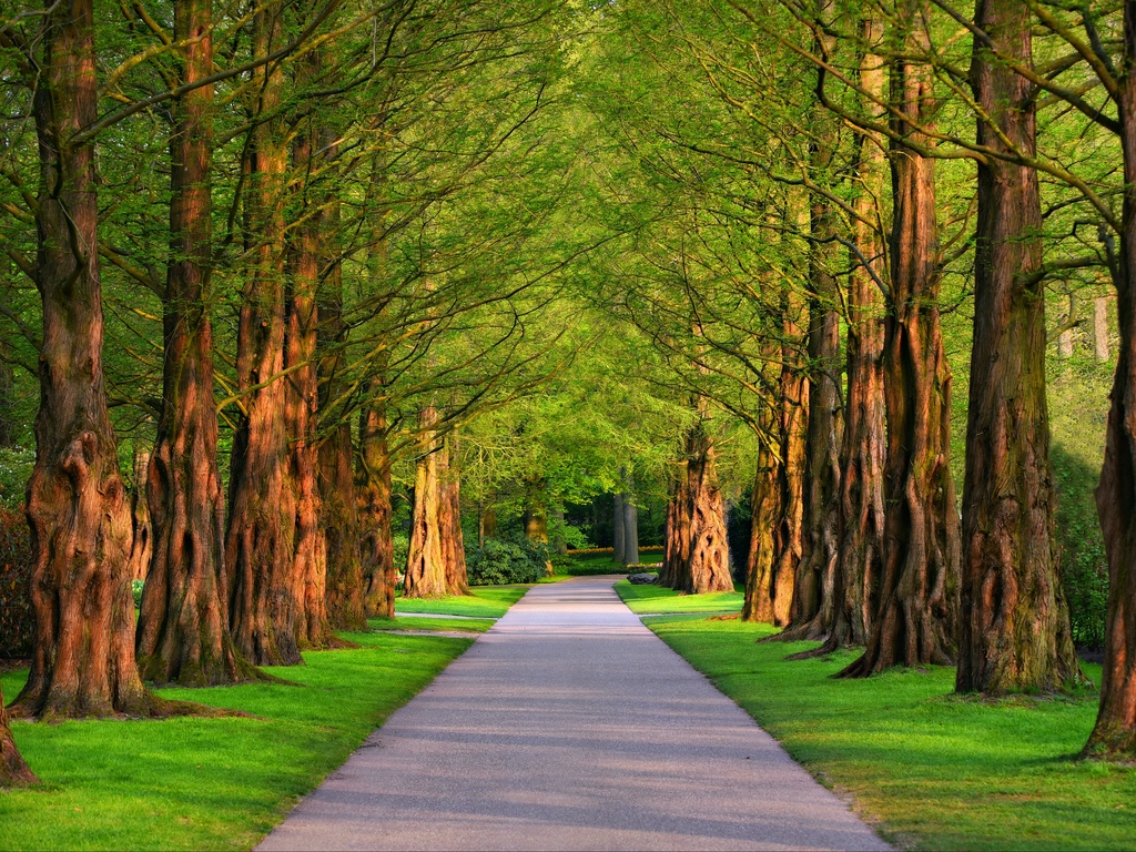 Tree Background Images Hd - HD Wallpaper 