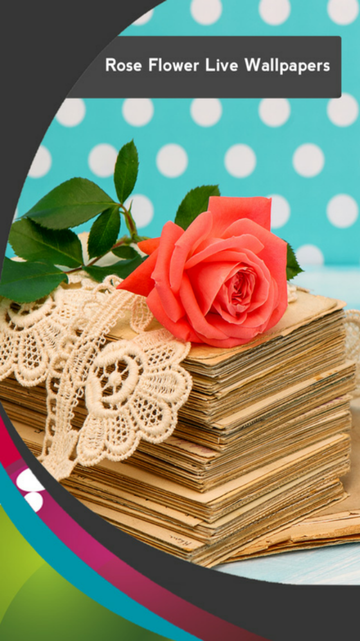 Rose Flower - HD Wallpaper 