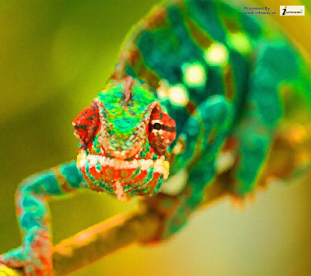 Camaleao Colorido Em Hd - HD Wallpaper 