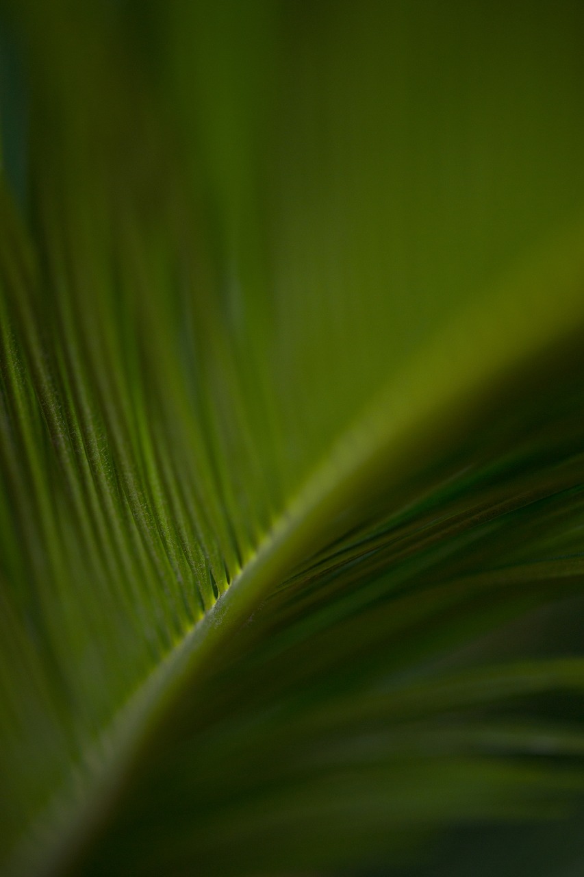 Leaves Plant Photosynthesis Free Photo - Close-up - HD Wallpaper 