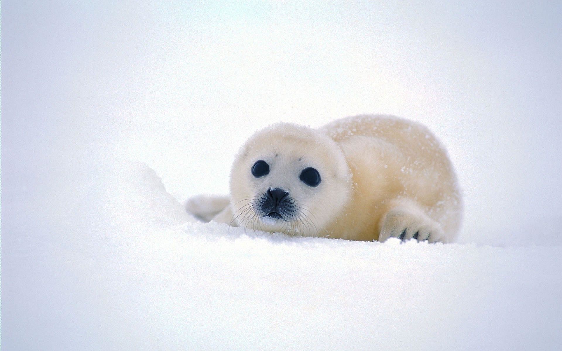 Cute Baby Seal Wallpapers - Cute Wallpaper Baby Seals - HD Wallpaper 