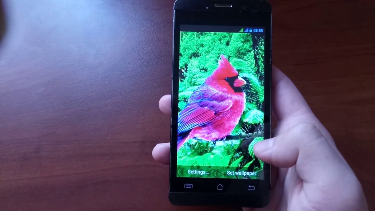 Cardinal Bird - HD Wallpaper 