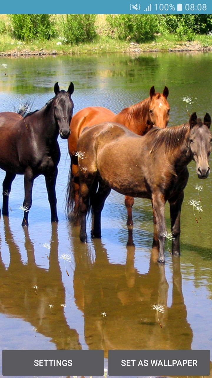 Live Wallpapers - Horses - Stallion - HD Wallpaper 