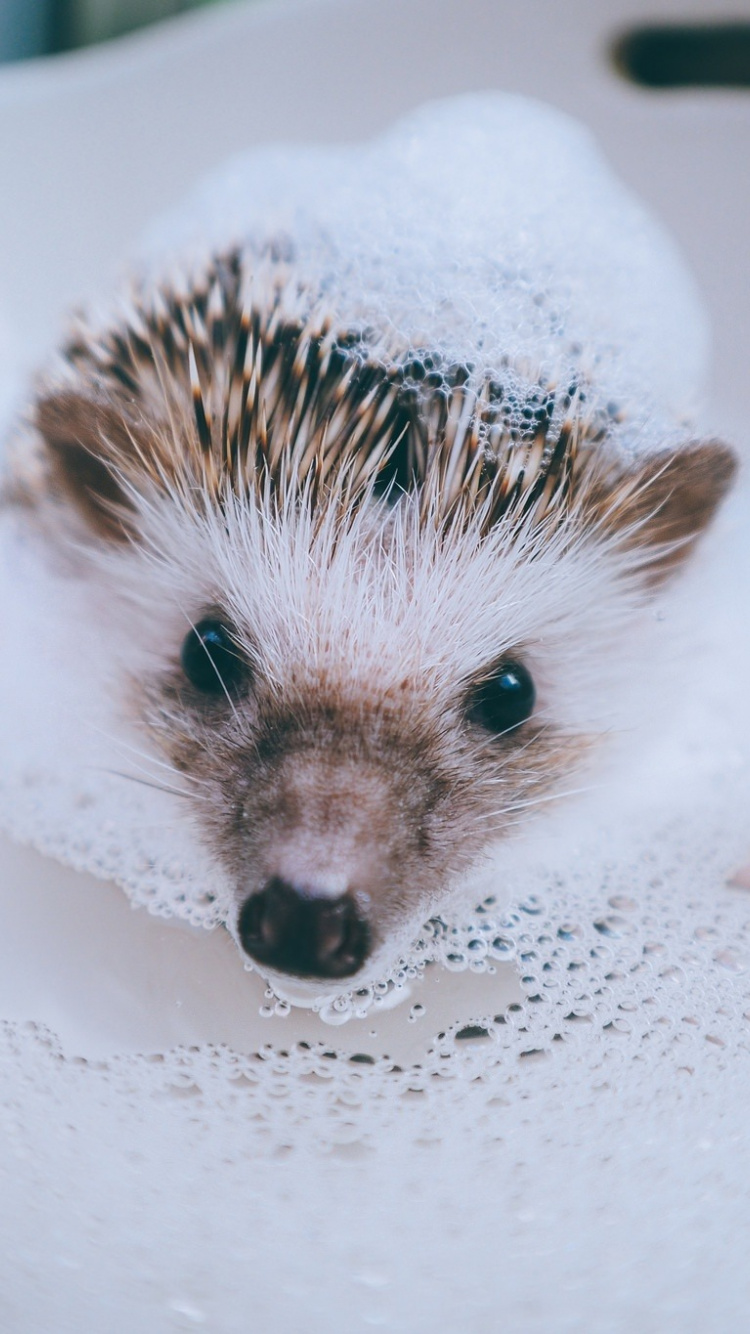 Hedgehog, Animal, Water, Foam, Bath, Cute, Wallpaper - Cute Hedgehog Wallpaper For Iphone 8 - HD Wallpaper 