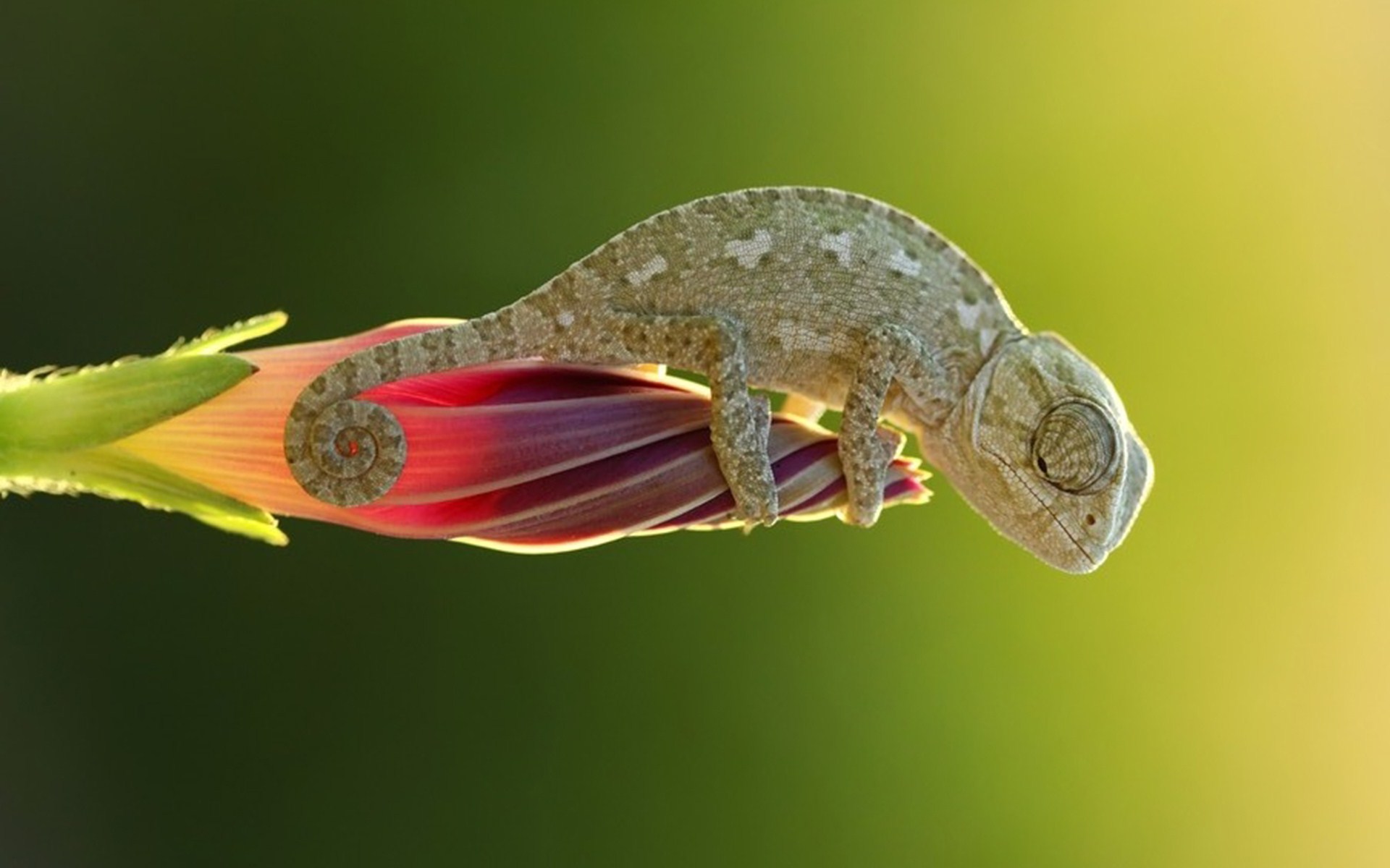 Chameleon Backgrounds - HD Wallpaper 