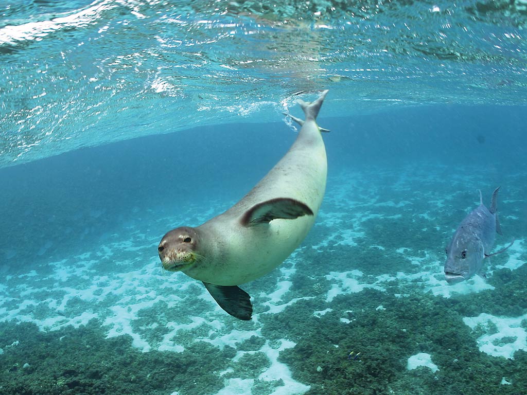 Free Monk Seal Wallpaper Wallpapers And Background - Seal Ocean - HD Wallpaper 