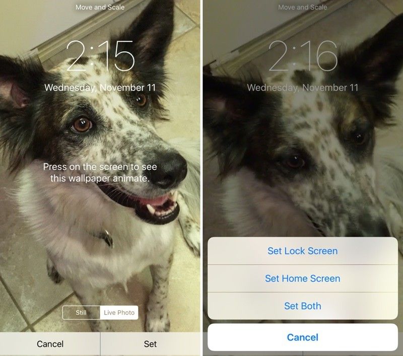 Lock Screen Dog Iphone - HD Wallpaper 
