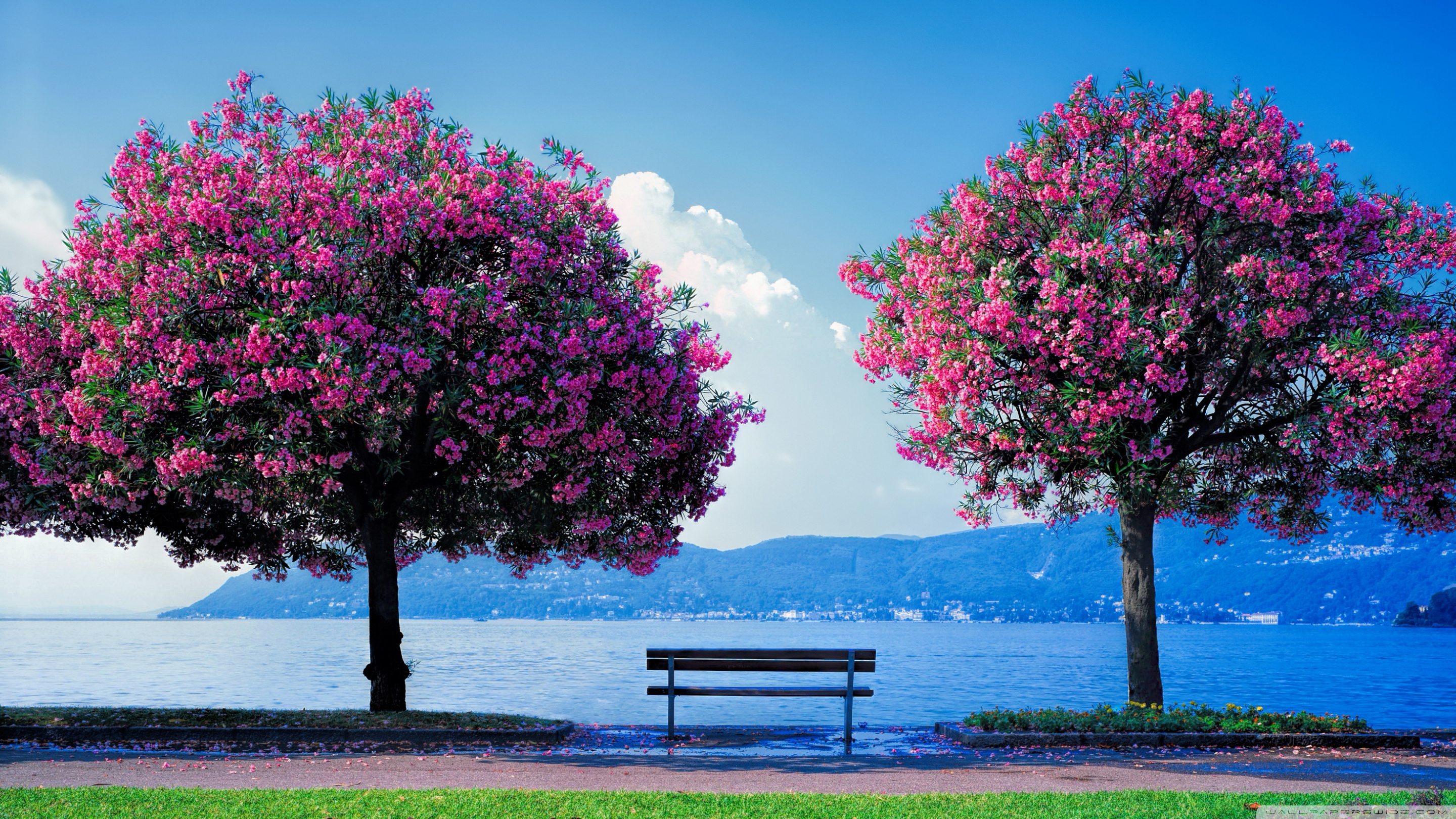 Hd Wallpaper Spring - HD Wallpaper 