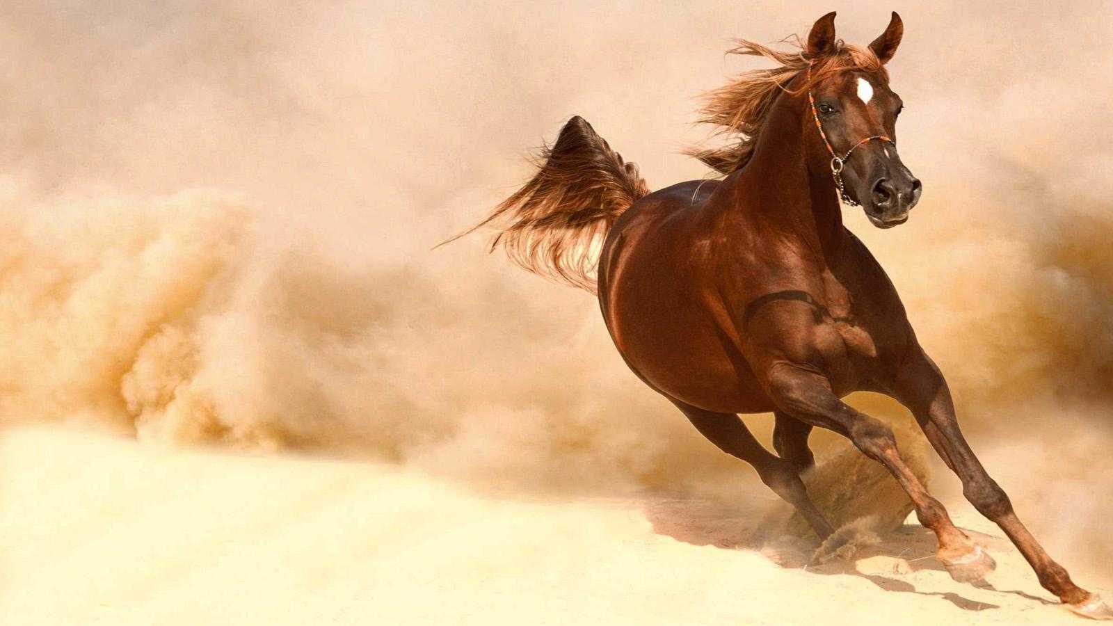 Horse Hd Wallpaper Live For Android Full Horses Of - Temple One & Katty Heath Together We Escape - HD Wallpaper 