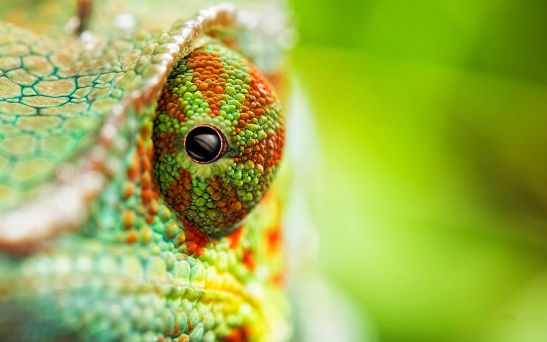 Chameleon Eye - HD Wallpaper 