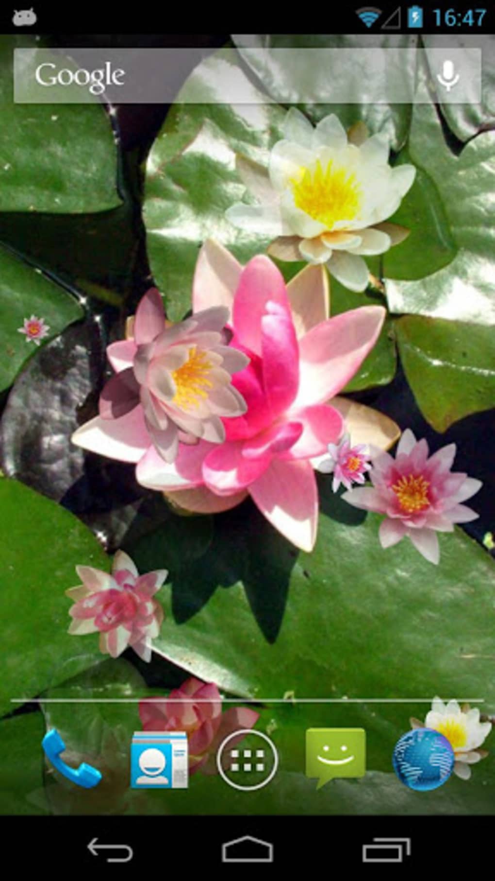 Water Lilies Live Wallpaper - Shravanabelagola Lake - HD Wallpaper 