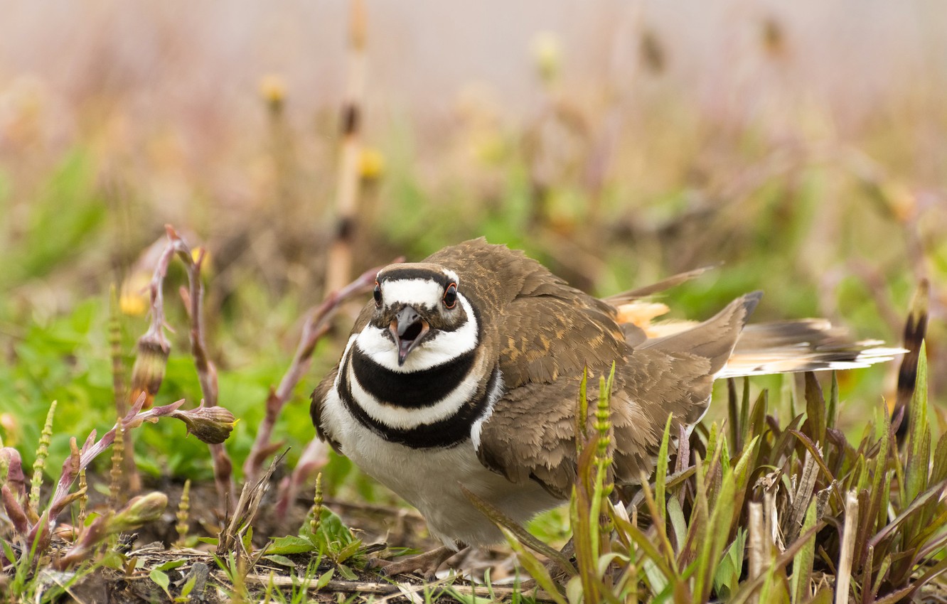 Photo Wallpaper Nature, Bird, Noisy Plover - Killdeer - HD Wallpaper 