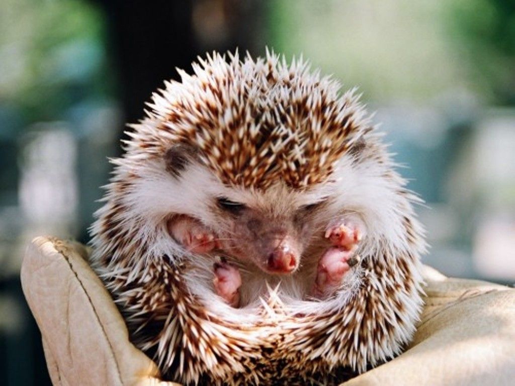 Hedgehog Wallpapers Group 
 Data-src /img/100120 - Cute Baby Animals - HD Wallpaper 