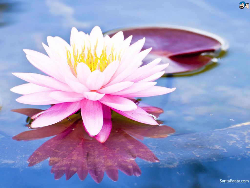 Lotus - HD Wallpaper 