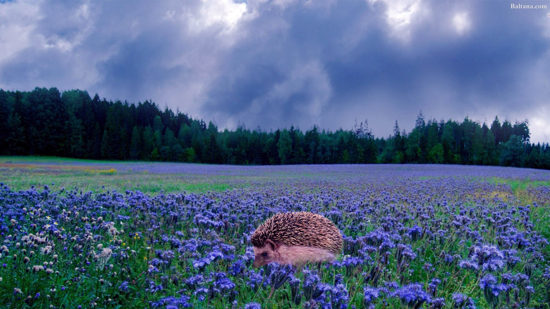 Hedgehog Desktop Wallpaper - Hedgehog Desktop Background - HD Wallpaper 