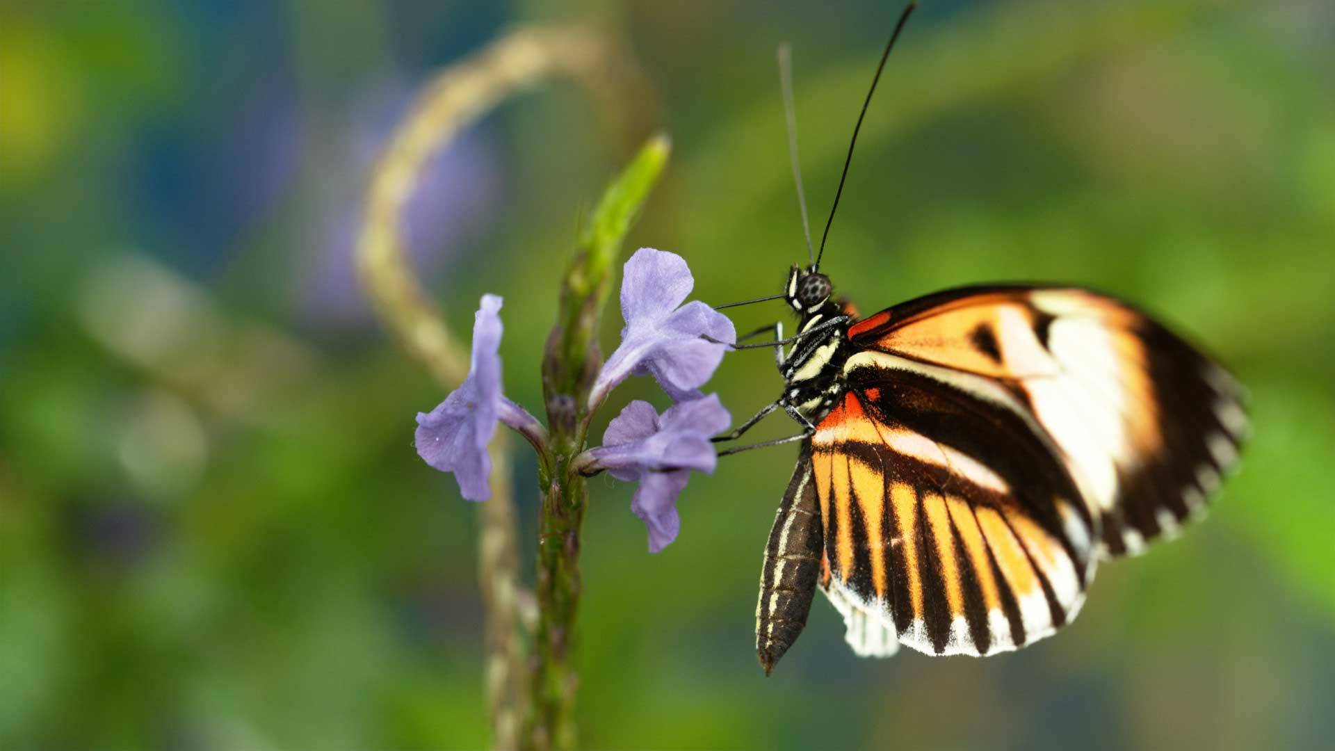 Nature And Insect - HD Wallpaper 